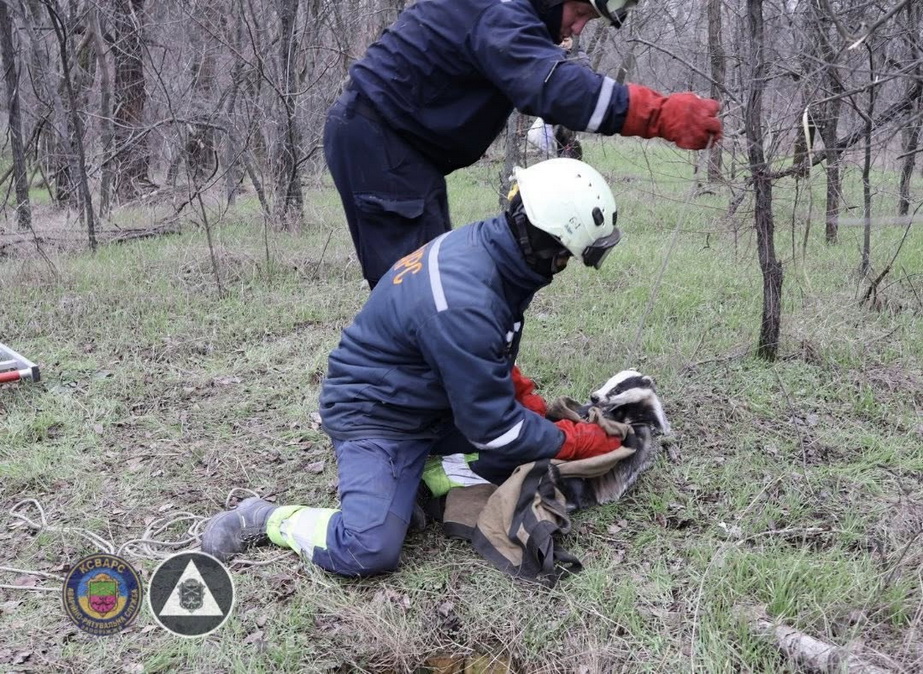 Тревогу из-за зверя в канализационной шахте, который не мог выбраться, забили неравнодушные горожане Порятунок борсука в Запоріжжі