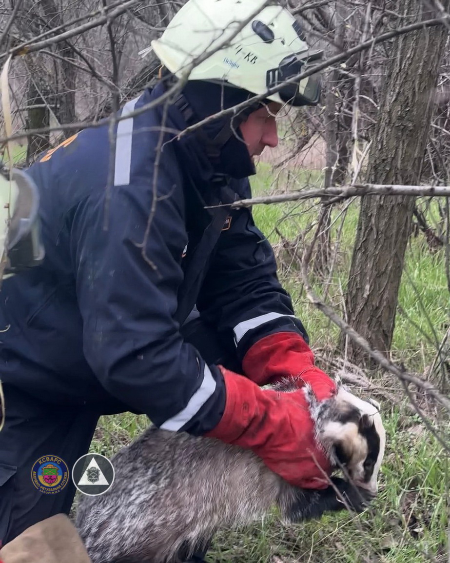 Порятунок борсука в Запоріжжі