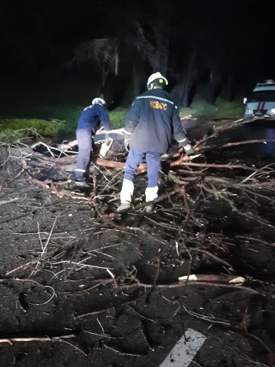 Вітер у Запоріжжі валив дерева на автівки та будинки Негода повалила в Запоріжжі десятки дерев