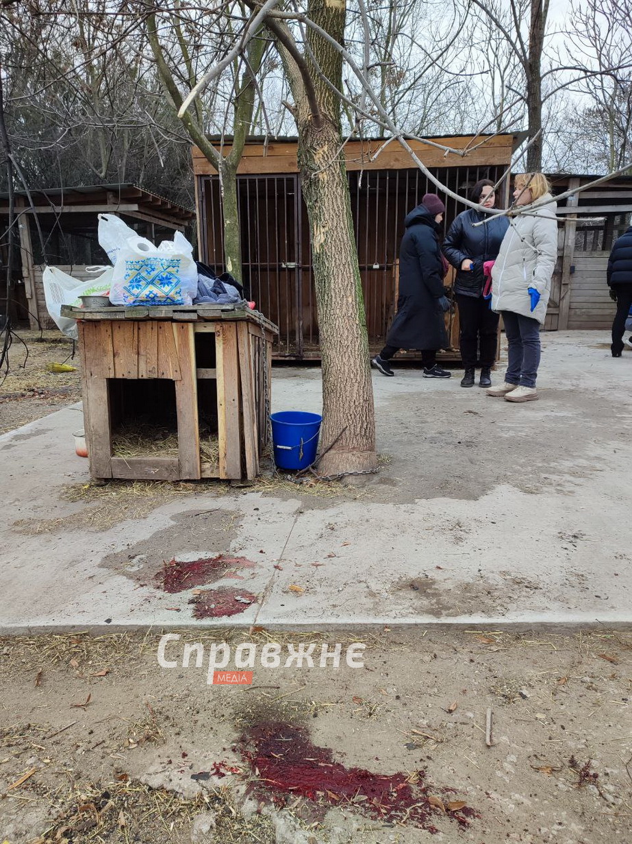 Приют для животных