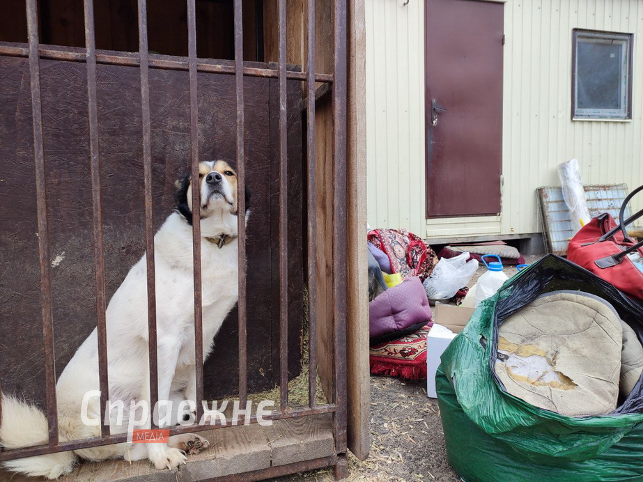 Собаки в притулку