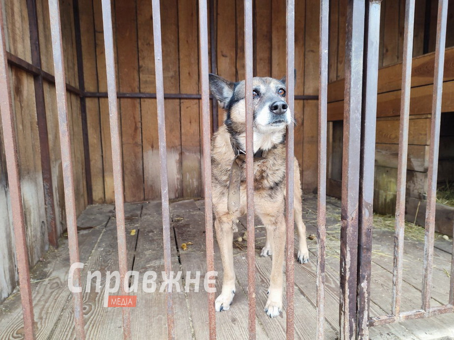 Собаки в притулку