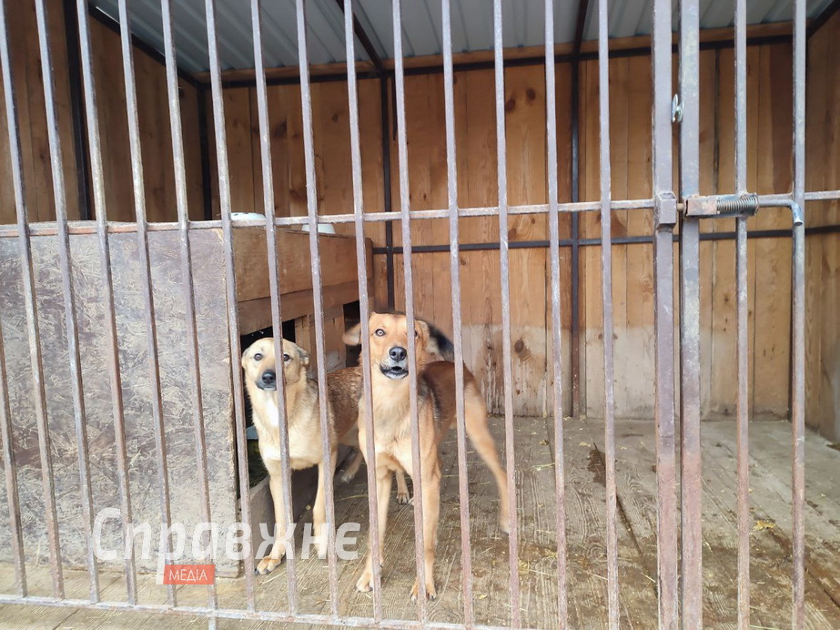 Собаки в приюте