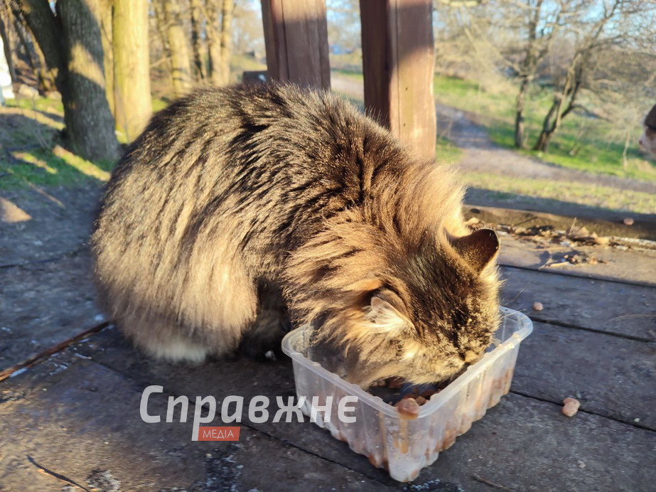 Хортицькі котики