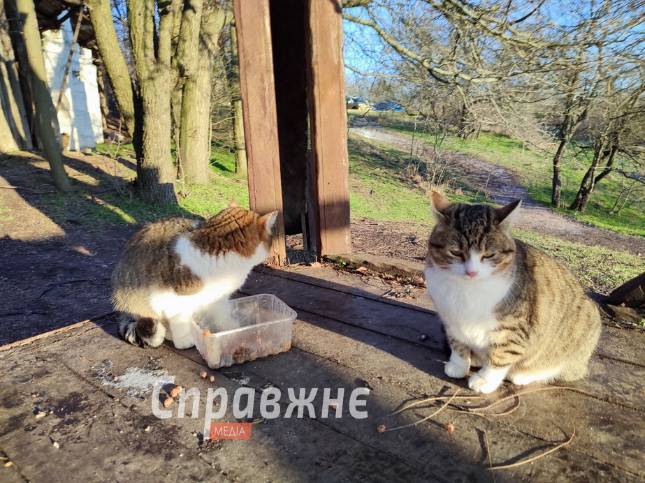 Хортицькі котики