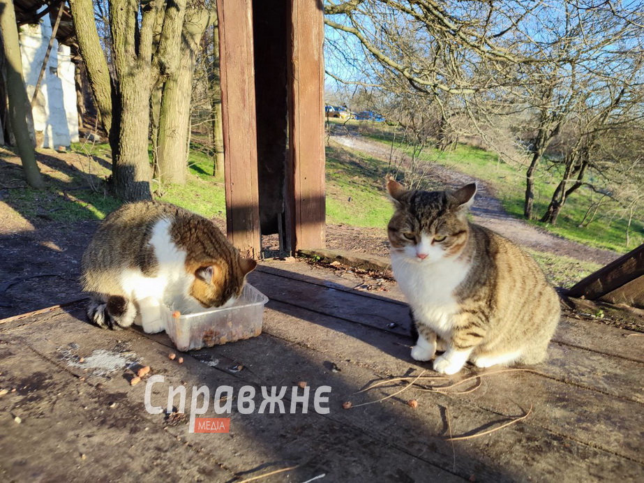 Хортицкие котики