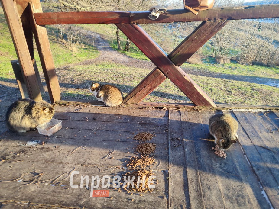 Хортицькі котики