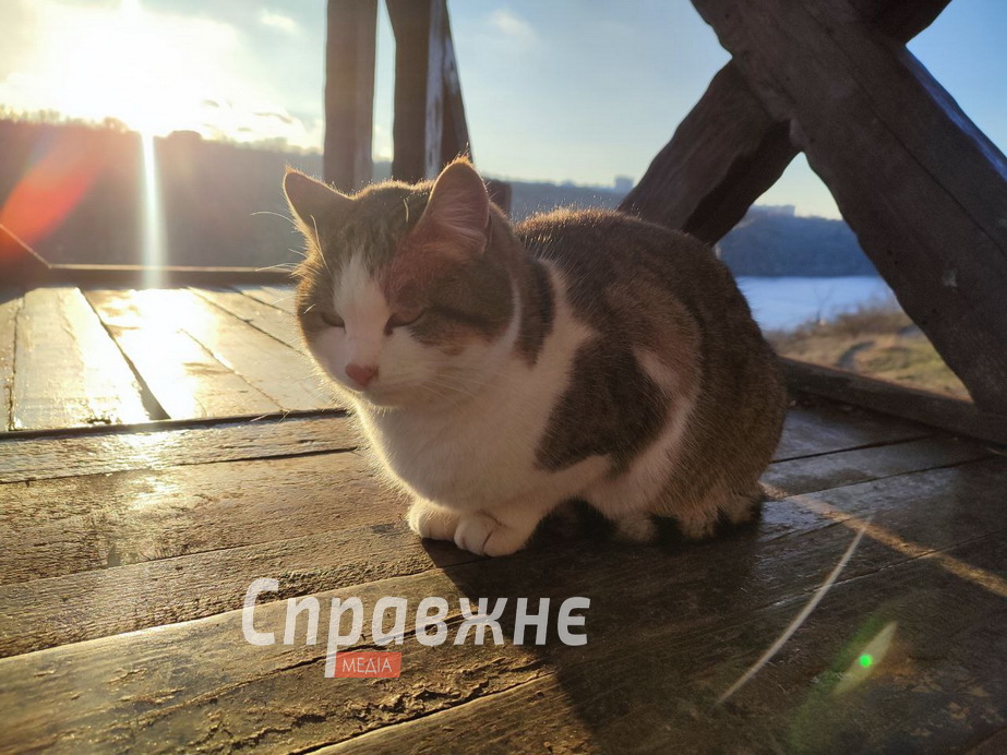 Хортицькі котики