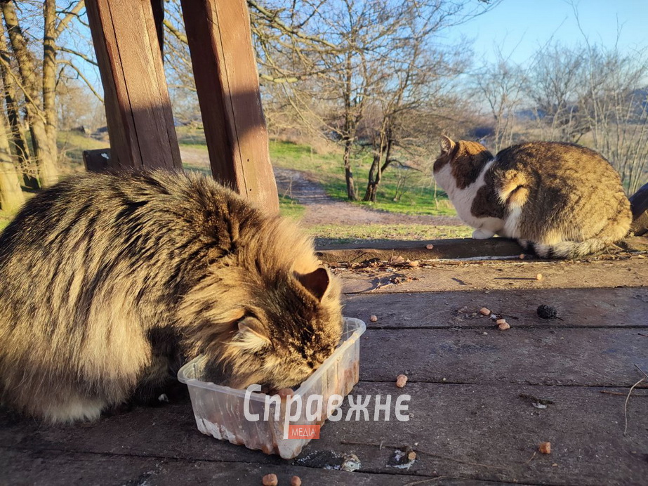 Хортицькі котики