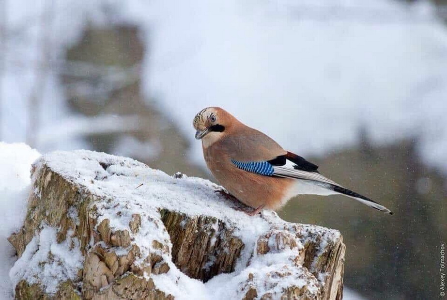 Птицы нуждаются в помощи