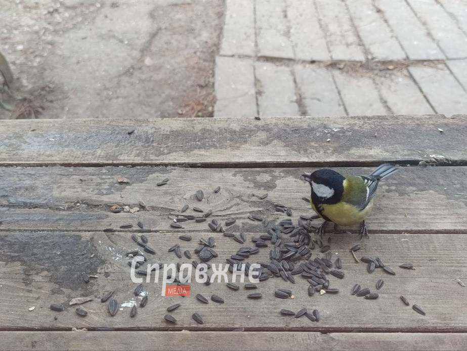 Подкормка синичек