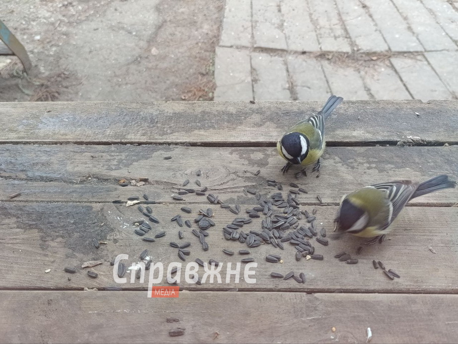 Подкормка синичек