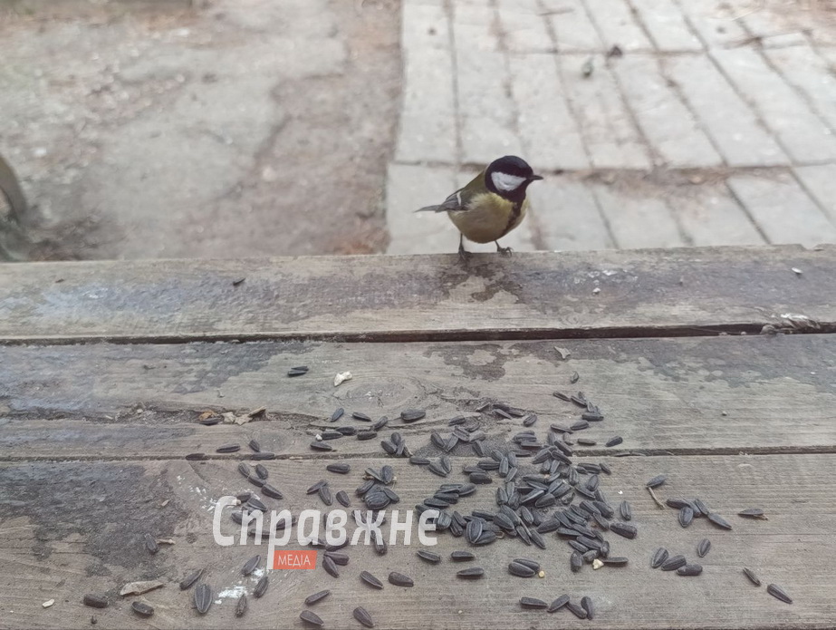 Подкормка синичек