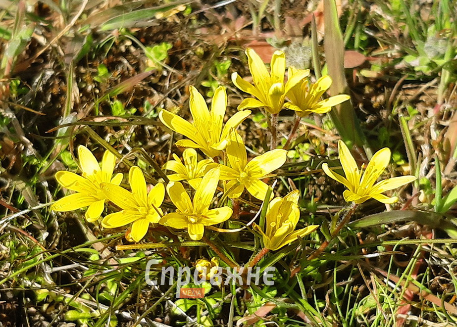 Цветы на Хортице