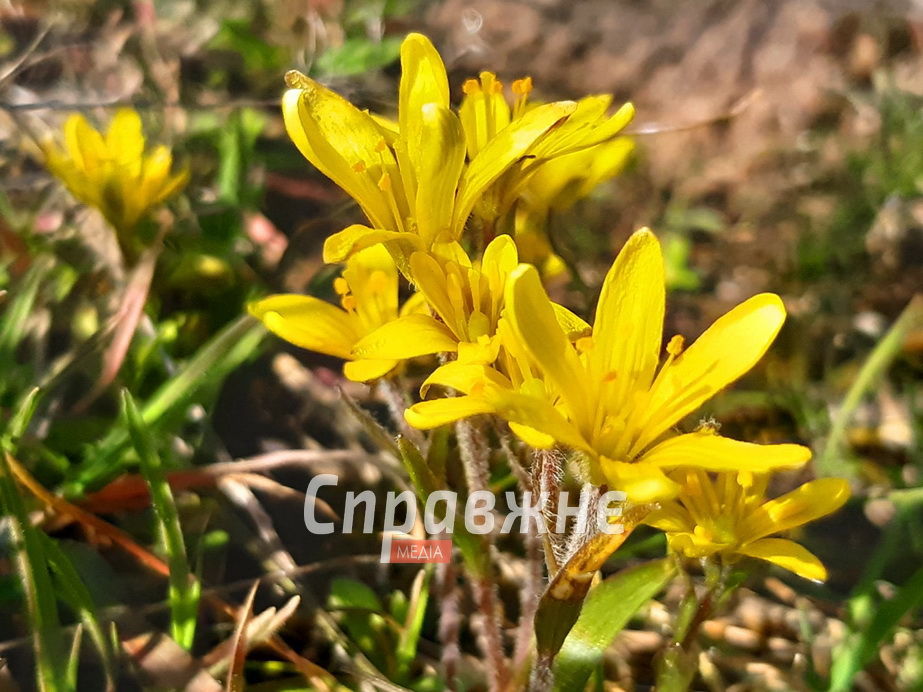 Цветы на Хортице