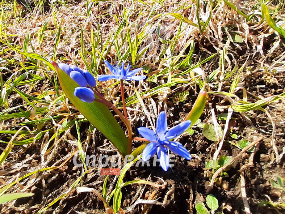 Проліски на Хортиці