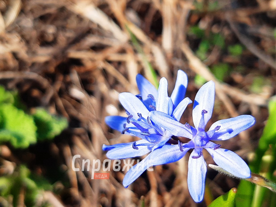 Проліски на Хортиці