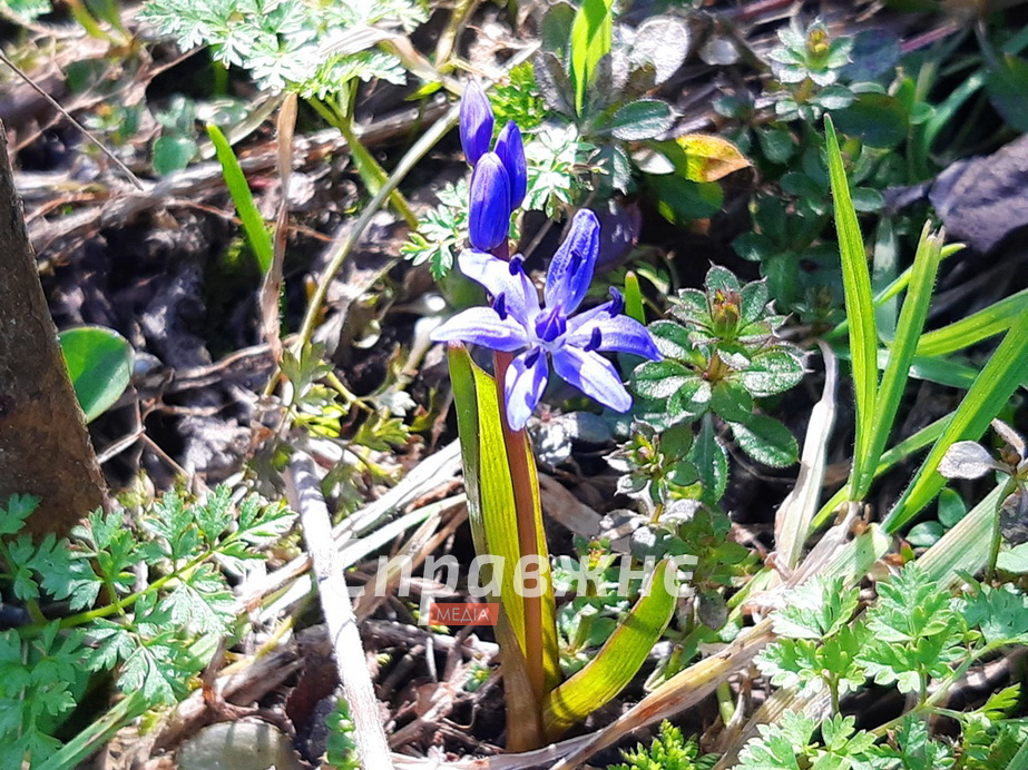 Проліски на Хортиці