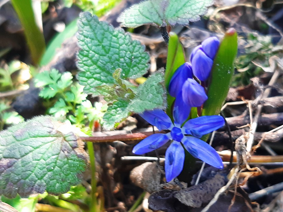 Проліски на Хортиці