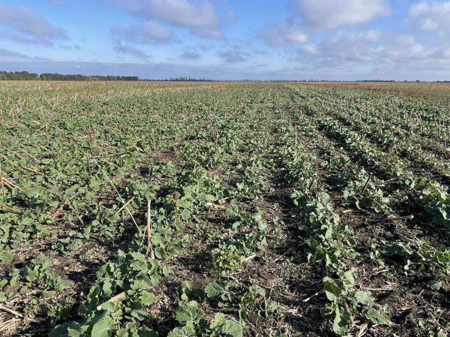 Поля, від яких довелося відмовитися