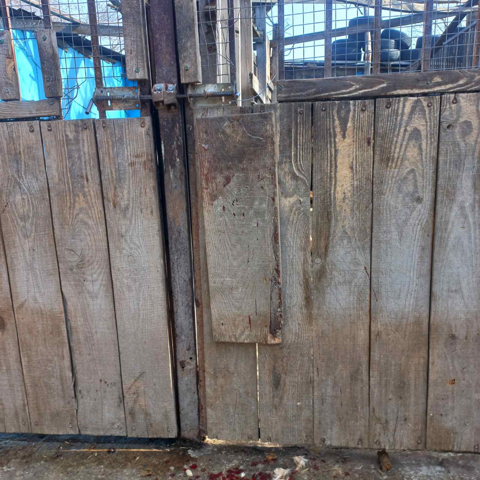 Притулок для собак