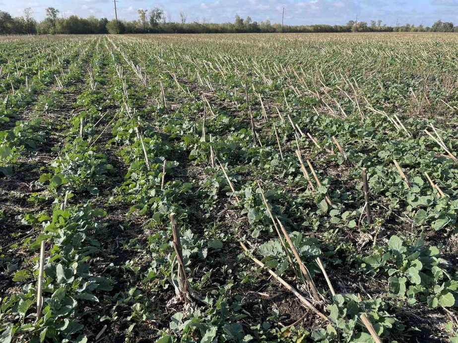 Поля, від яких довелося відмовитися