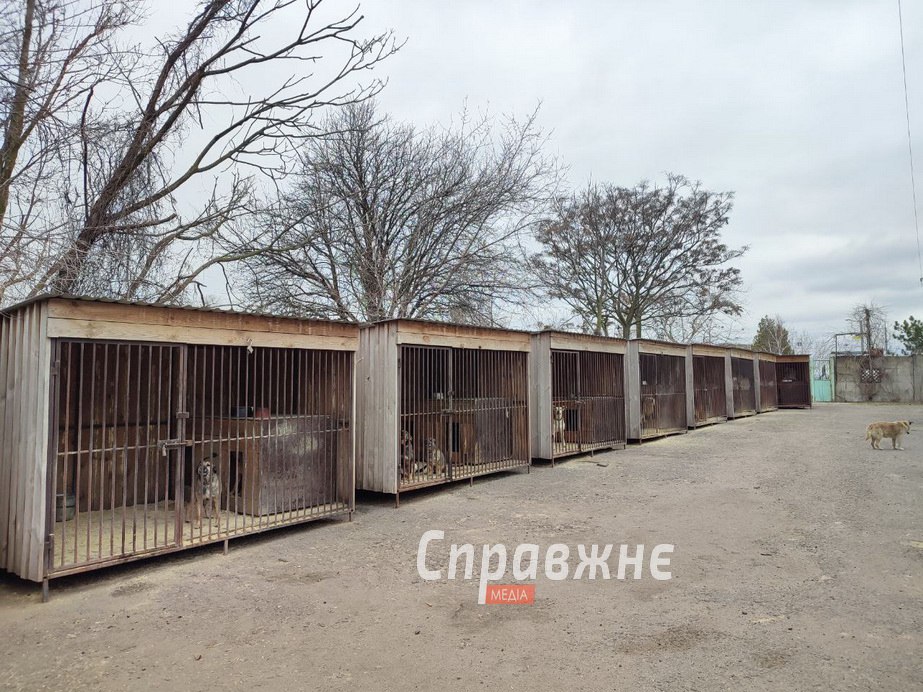 Притулок для тварин