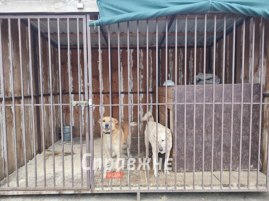 Притулок для тварин