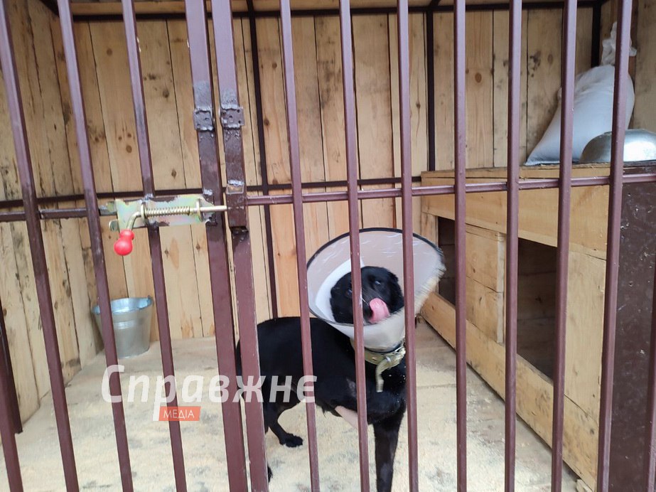 Поранений собака