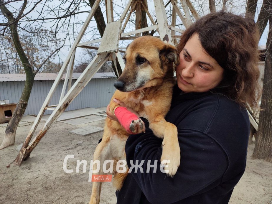 Поранений собака