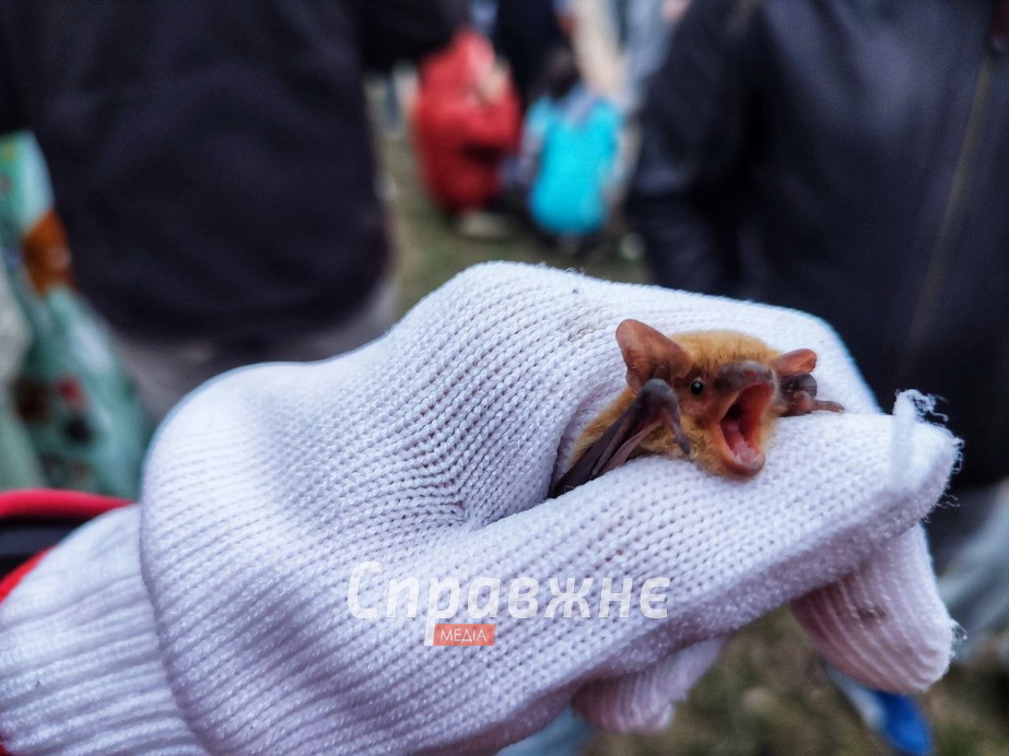 Випуск кажанів на Хортиці