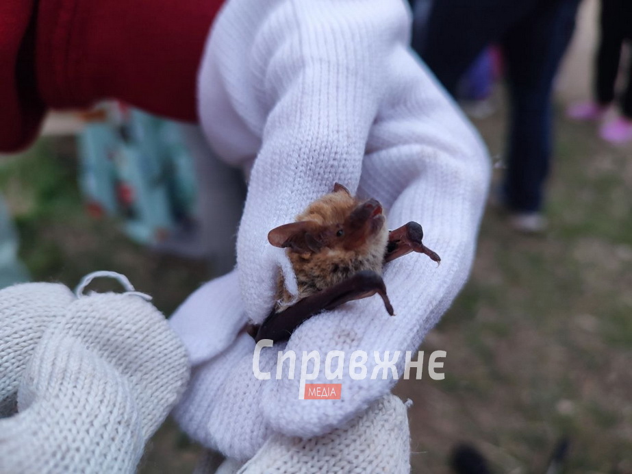 Випуск кажанів на Хортиці