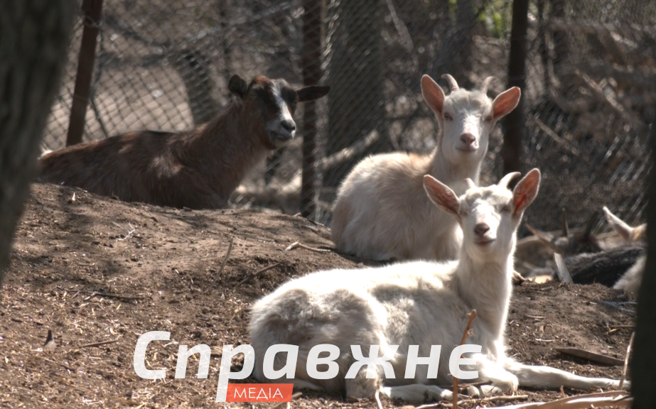 В Лысогорке