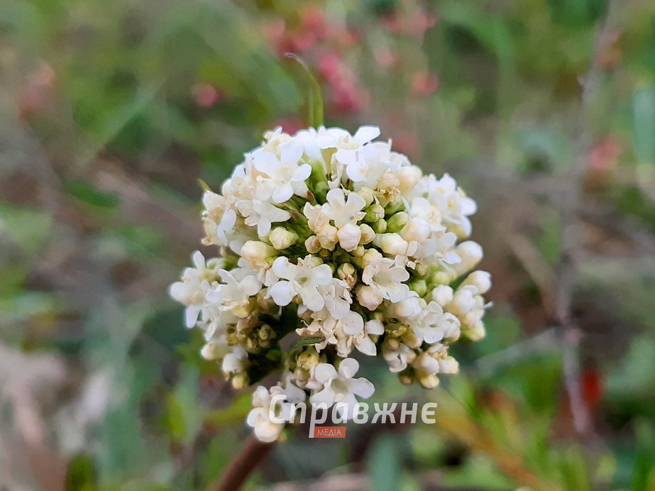 Валериана лекарственная