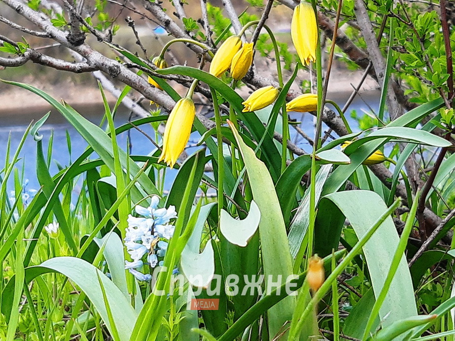 Тюльпаны и гиацинты