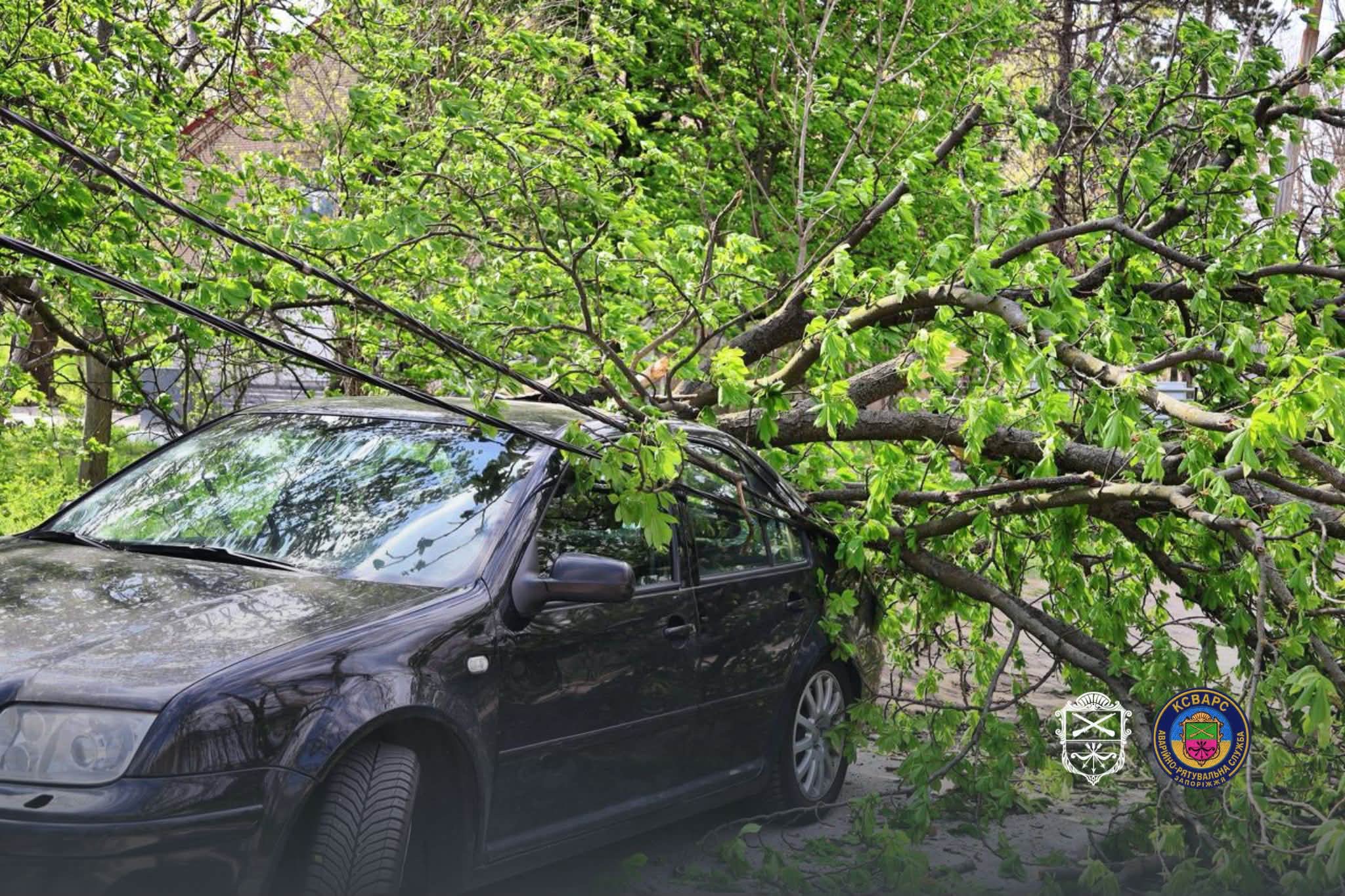 Ветер валил деревья в Запорожье – на ряде улиц перекрывали движение