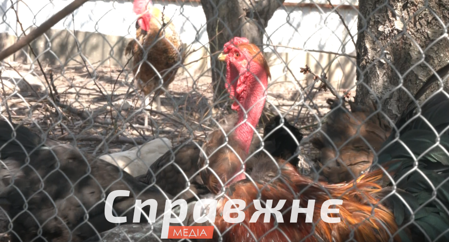 Господарство