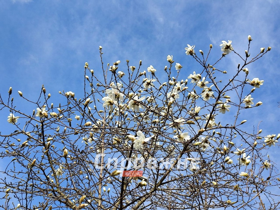 Цветение в ботсаду