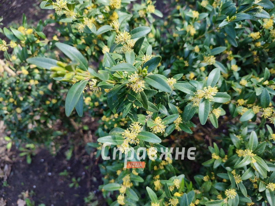 Цветение в ботсаду