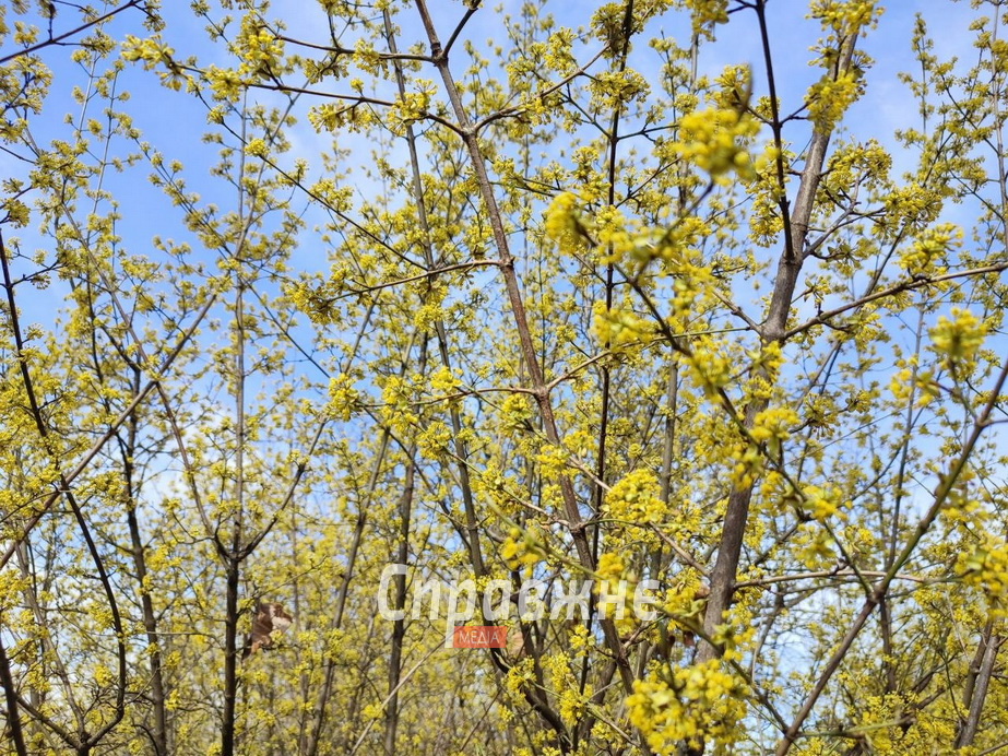 Цветение в ботсаду