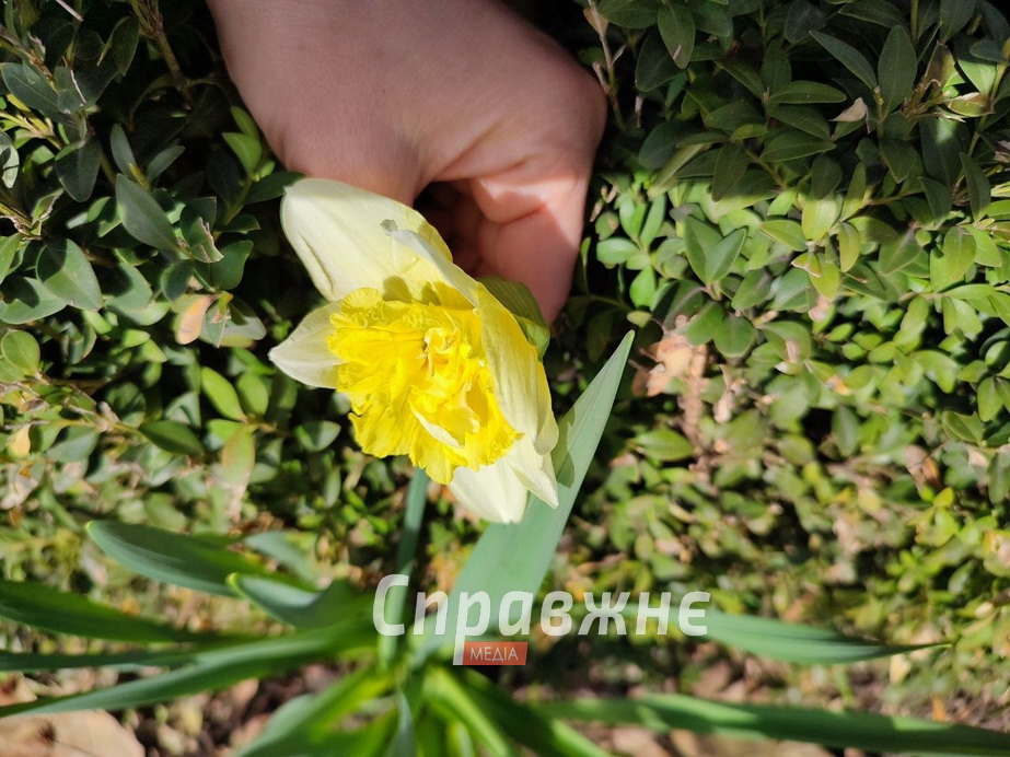 Цветение в ботсаду