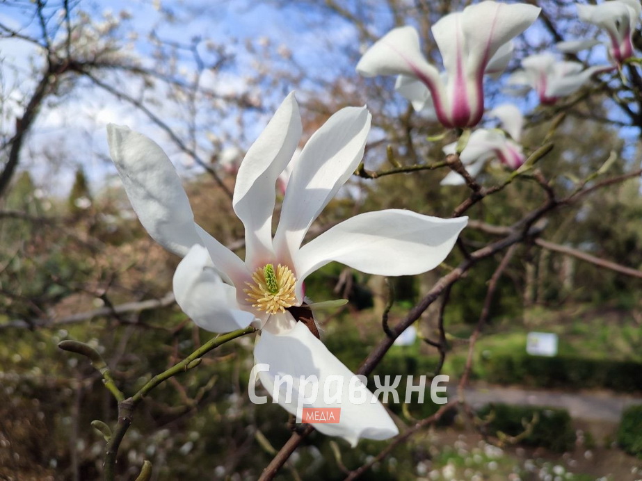 Цветение в ботсаду