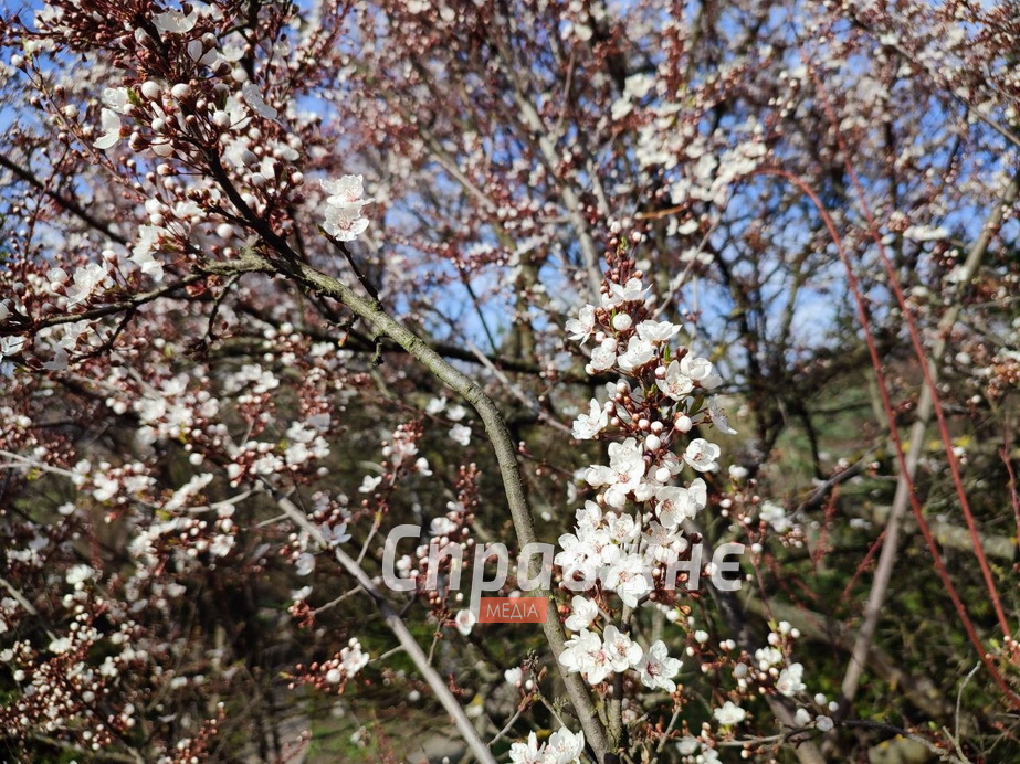 Цветение в ботсаду