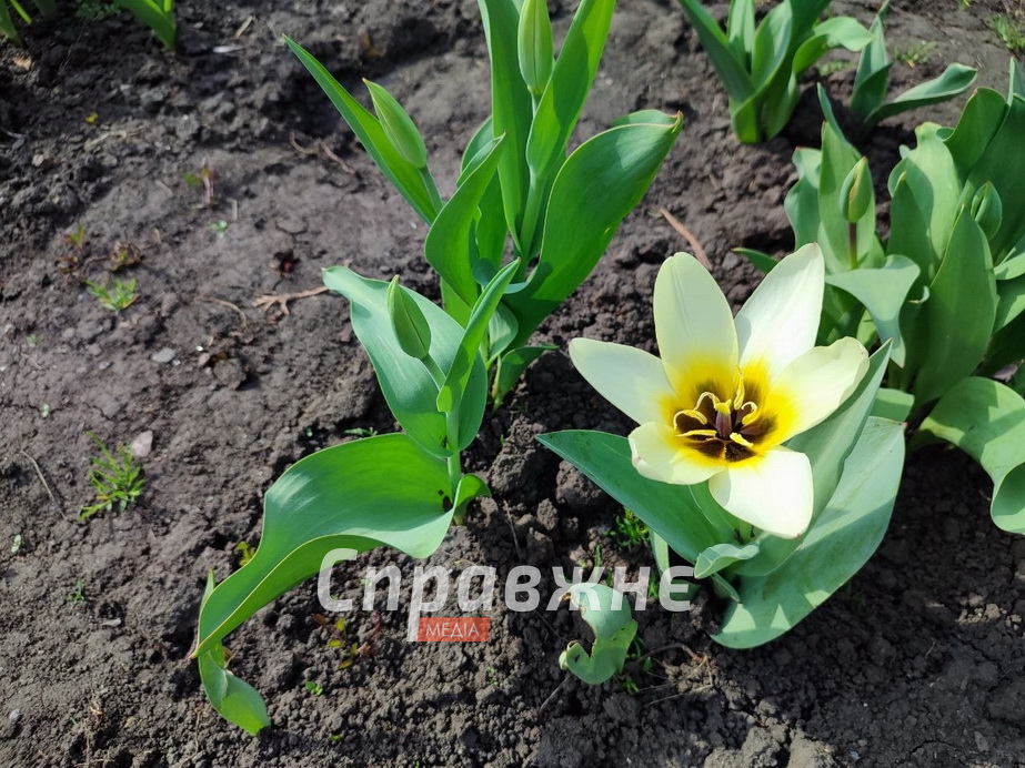 Цветение в ботсаду