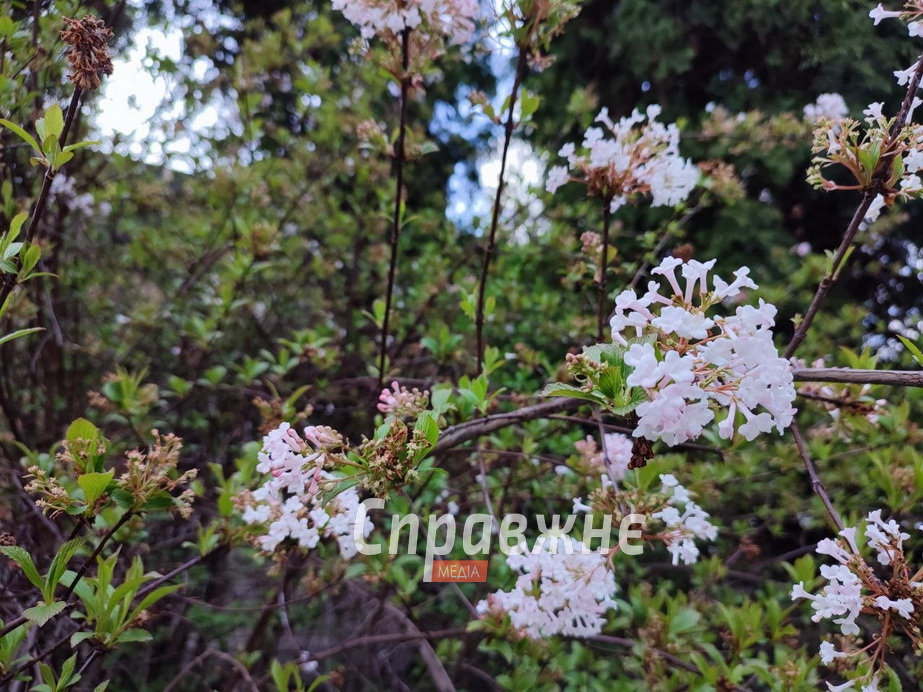 Цветение в ботсаду