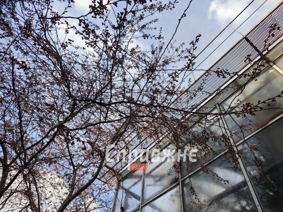 Цветение в ботсаду