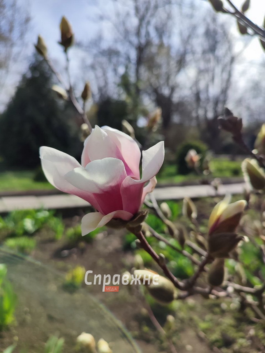 Цветение в ботсаду