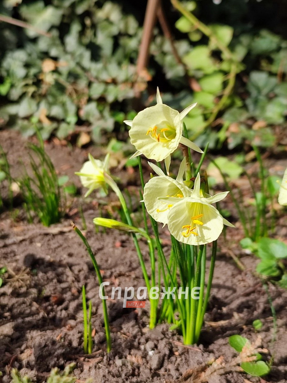 Цветение в ботсаду