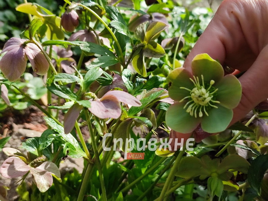 Цветение в ботсаду