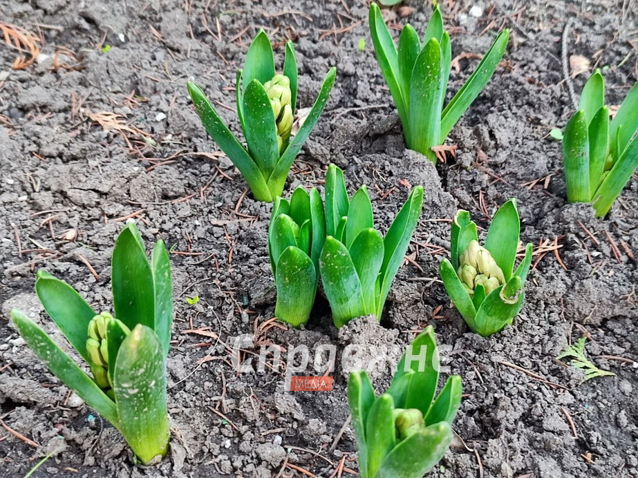 Цветение в ботсаду